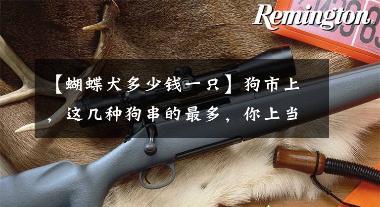 【蝴蝶犬多少钱一只】狗市上，这几种狗串的最多，你上当了吗？