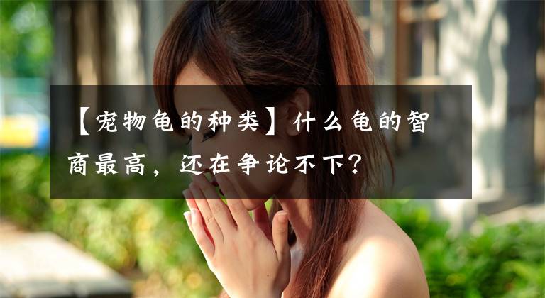 【宠物龟的种类】什么龟的智商最高，还在争论不下？
