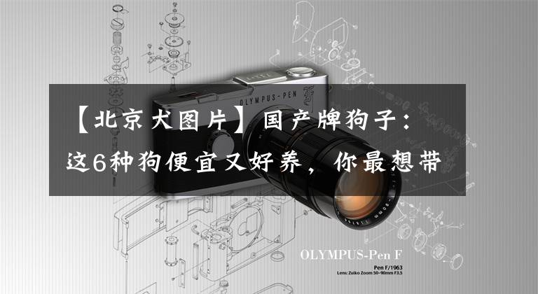 【北京犬图片】国产牌狗子：这6种狗便宜又好养，你最想带哪只回家？