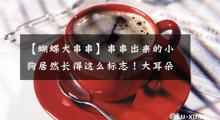 【蝴蝶犬串串】串串出来的小狗居然长得这么标志！大耳朵美颜盛世，真是让这个小家伙萌翻了~