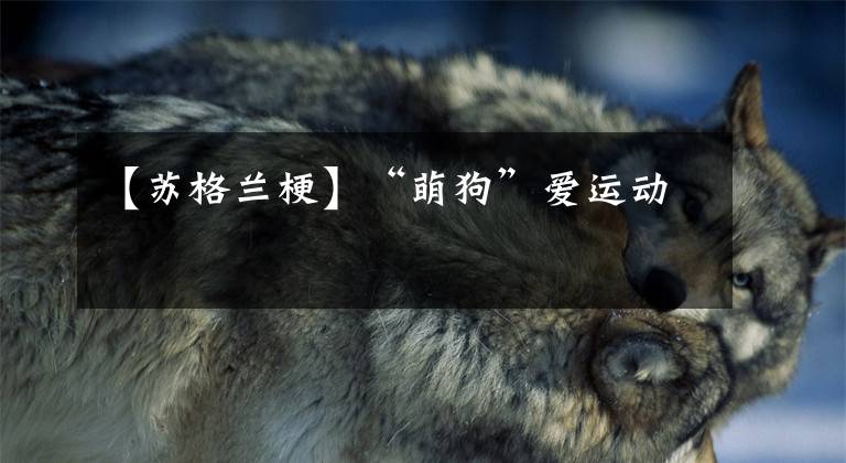 【苏格兰梗】“萌狗”爱运动