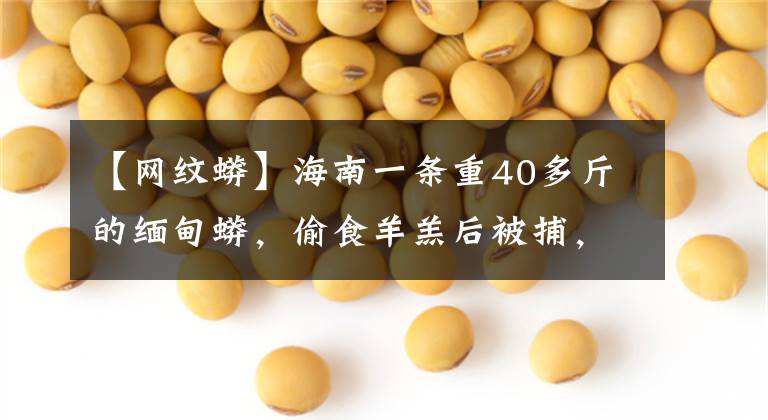 【网纹蟒】海南一条重40多斤的缅甸蟒，偷食羊羔后被捕，吃饱的蟒蛇没威胁？