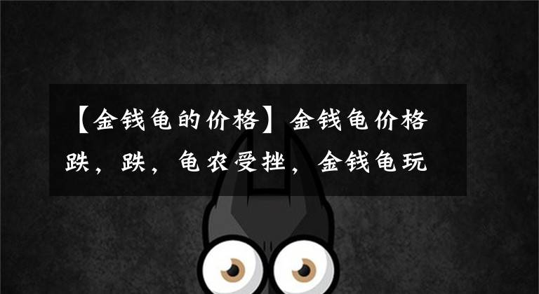【金钱龟的价格】金钱龟价格跌，跌，龟农受挫，金钱龟玩家给出两条建议