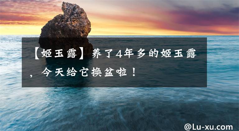 【姬玉露】养了4年多的姬玉露，今天给它换盆啦！