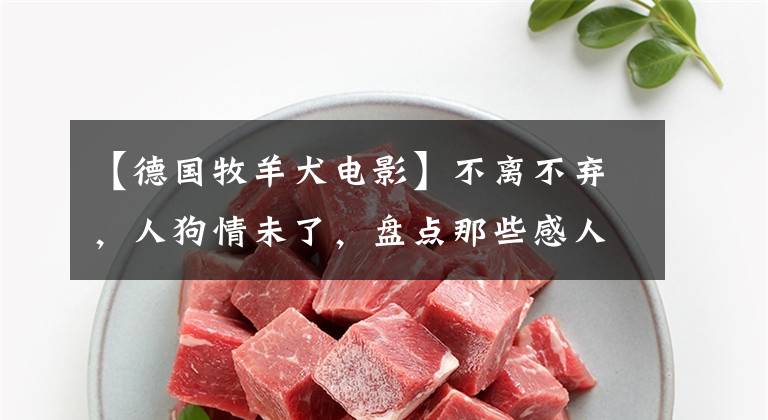 【德国牧羊犬电影】不离不弃，人狗情未了，盘点那些感人的狗狗电影（上）