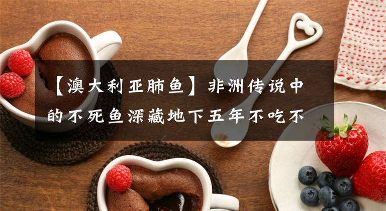 【澳大利亚肺鱼】非洲传说中的不死鱼深藏地下五年不吃不喝，却惨遭挖掘到濒危