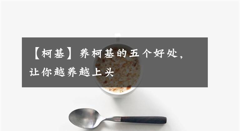 【柯基】养柯基的五个好处，让你越养越上头