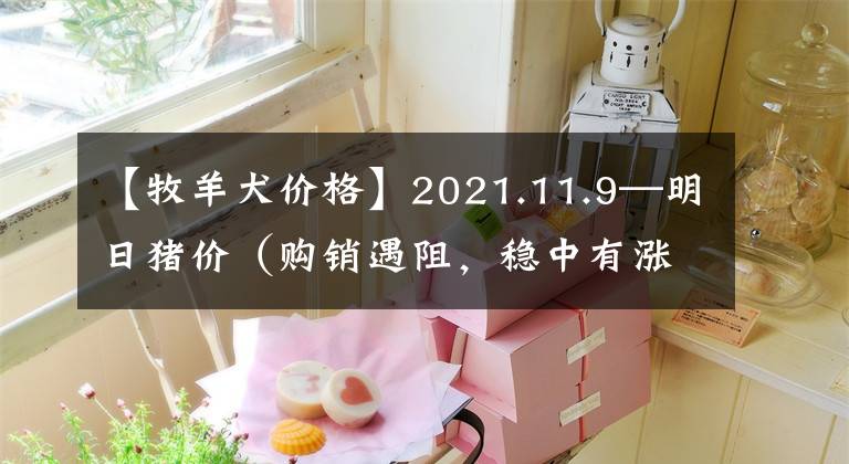 【牧羊犬价格】2021.11.9—明日猪价（购销遇阻，稳中有涨！）