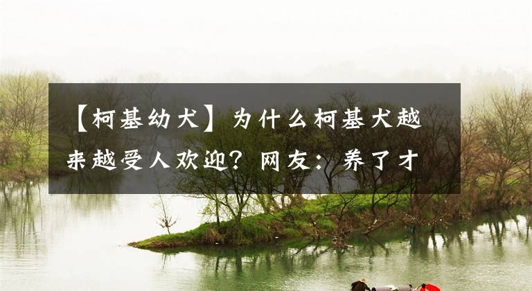 【柯基幼犬】为什么柯基犬越来越受人欢迎？网友：养了才知道“真香”