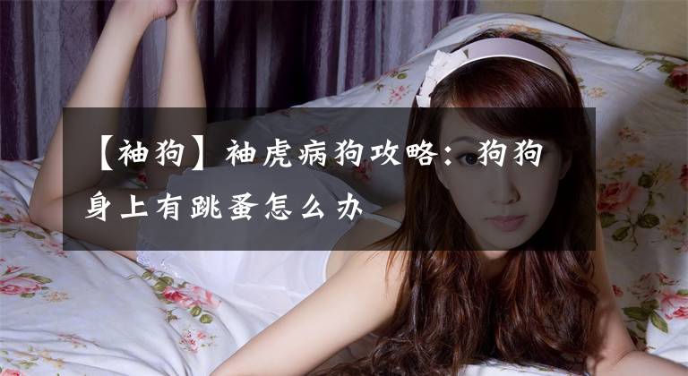 【袖狗】袖虎病狗攻略：狗狗身上有跳蚤怎么办