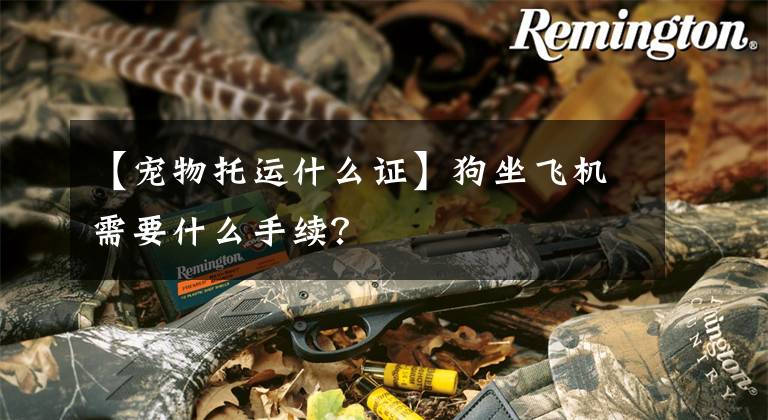 【宠物托运什么证】狗坐飞机需要什么手续？