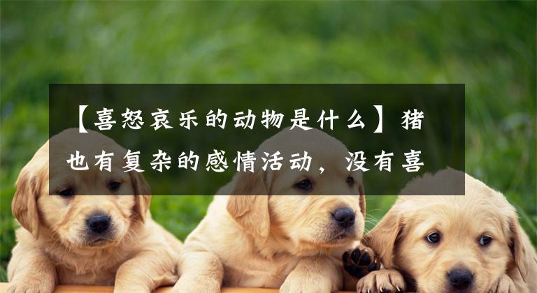 【喜怒哀乐的动物是什么】猪也有复杂的感情活动，没有喜怒哀乐那么糟糕吗？