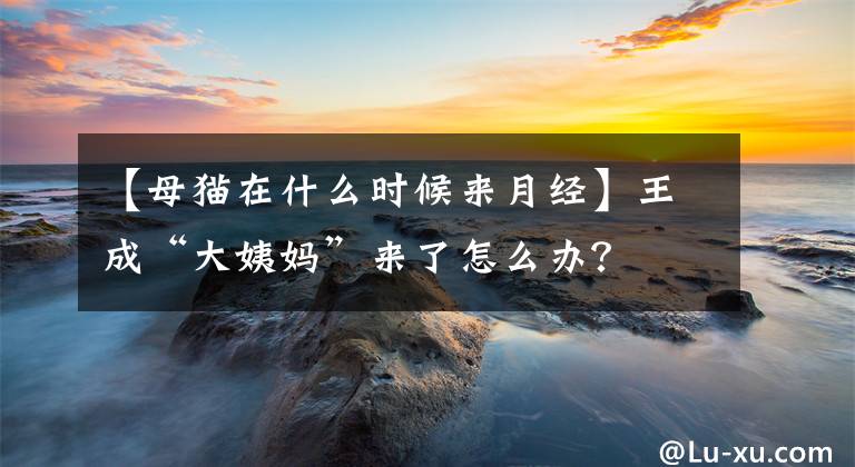 【母猫在什么时候来月经】王成“大姨妈”来了怎么办？