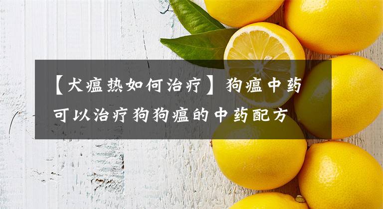 【犬瘟热如何治疗】狗瘟中药 可以治疗狗狗瘟的中药配方