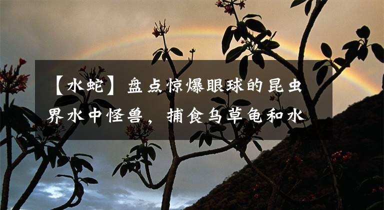 【水蛇】盘点惊爆眼球的昆虫界水中怪兽，捕食乌草龟和水蛇