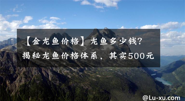【金龙鱼价格】龙鱼多少钱？揭秘龙鱼价格体系，其实500元也能入手金龙鱼