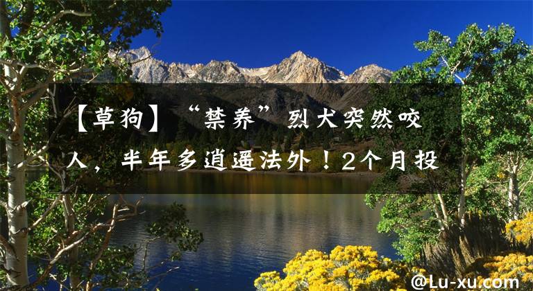 【草狗】“禁养”烈犬突然咬人，半年多逍遥法外！2个月投诉3000起，谁来管？