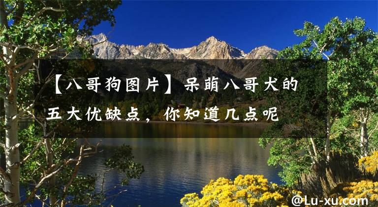 【八哥狗图片】呆萌八哥犬的五大优缺点，你知道几点呢