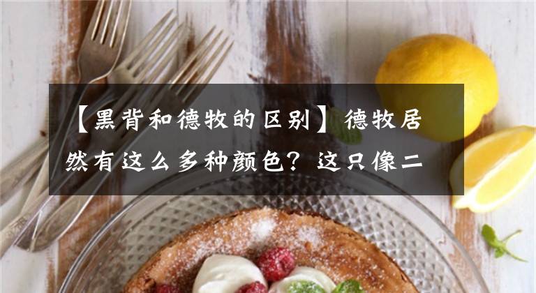 【黑背和德牧的区别】德牧居然有这么多种颜色？这只像二哈的是什么鬼？