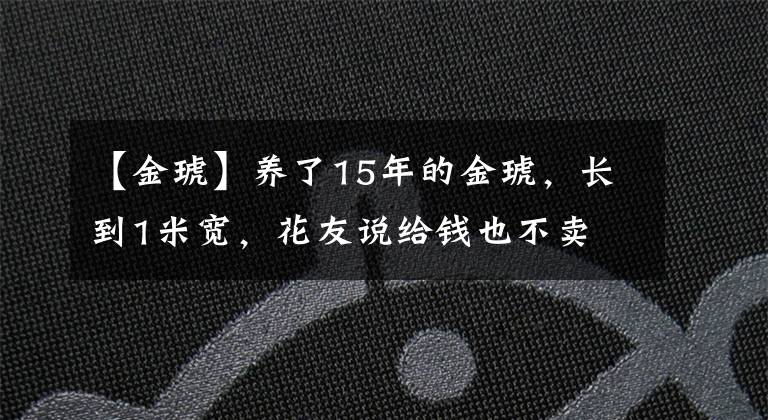 【金琥】养了15年的金琥，长到1米宽，花友说给钱也不卖