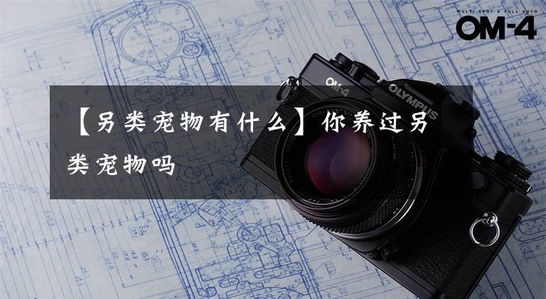 【另类宠物有什么】你养过另类宠物吗