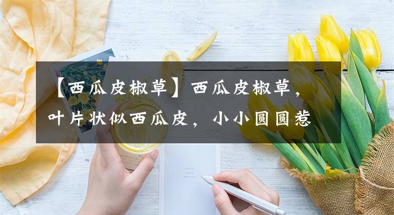 【西瓜皮椒草】西瓜皮椒草，叶片状似西瓜皮，小小圆圆惹人喜爱，关键好养