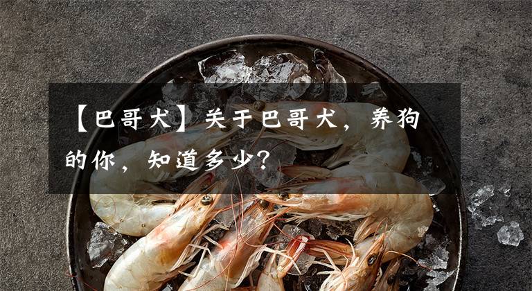 【巴哥犬】关于巴哥犬，养狗的你，知道多少？
