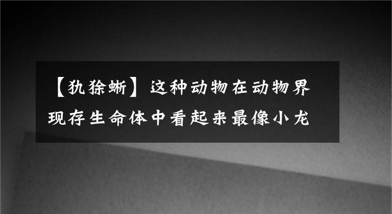 【犰狳蜥】这种动物在动物界现存生命体中看起来最像小龙
