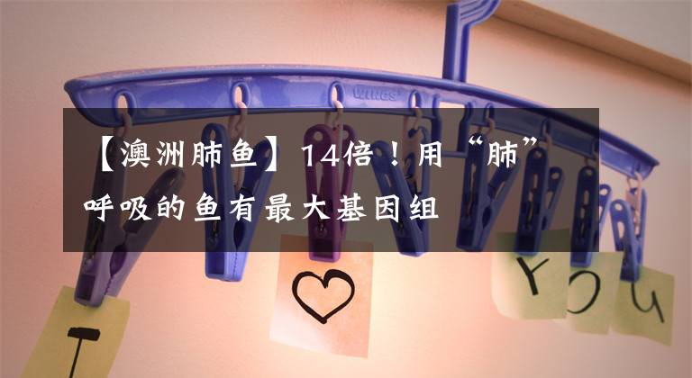 【澳洲肺鱼】14倍！用“肺”呼吸的鱼有最大基因组