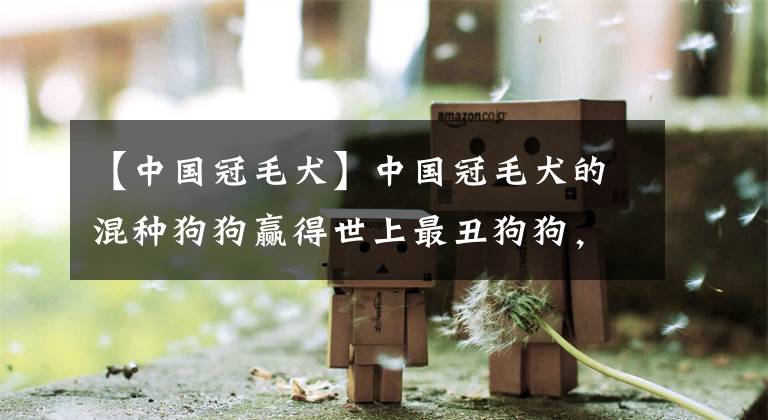 【中国冠毛犬】中国冠毛犬的混种狗狗赢得世上最丑狗狗，丑到让很多帅狗狗都嫉妒