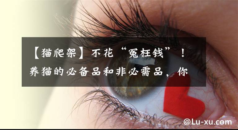 【猫爬架】不花“冤枉钱”！养猫的必备品和非必需品，你买对了吗？
