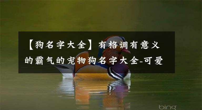 【狗名字大全】有格调有意义的霸气的宠物狗名字大全-可爱点