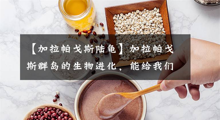 【加拉帕戈斯陆龟】加拉帕戈斯群岛的生物进化，能给我们的个人发展带来怎样的启示？