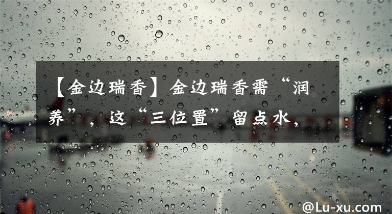 【金边瑞香】金边瑞香需“润养”，这“三位置”留点水，“撒欢长”清香小半年