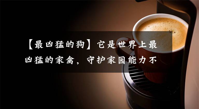 【最凶猛的狗】它是世界上最凶猛的家禽，守护家园能力不亚于狗