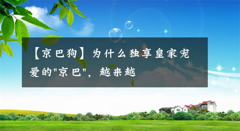 【京巴狗】为什么独享皇家宠爱的"京巴"，越来越少人养？