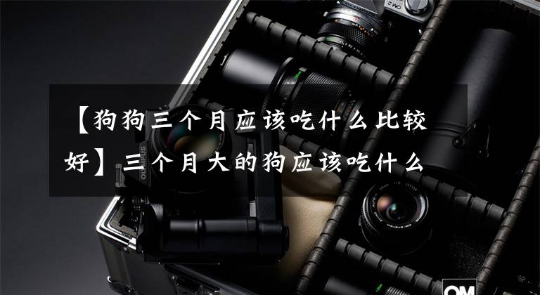 【狗狗三个月应该吃什么比较好】三个月大的狗应该吃什么？早点吃狗粮吗？