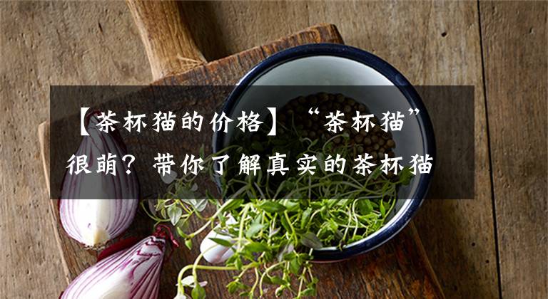 【茶杯猫的价格】“茶杯猫”很萌？带你了解真实的茶杯猫