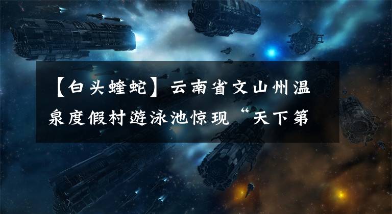 【白头蝰蛇】云南省文山州温泉度假村游泳池惊现“天下第一毒蛇”——白头蝰蛇