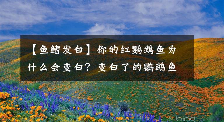【鱼鳍发白】你的红鹦鹉鱼为什么会变白？变白了的鹦鹉鱼怎么变红？
