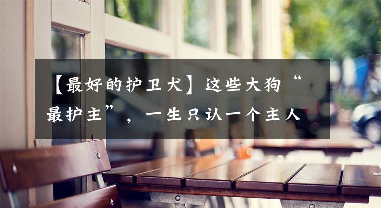 【最好的护卫犬】这些大狗“最护主”，一生只认一个主人，养了要珍惜