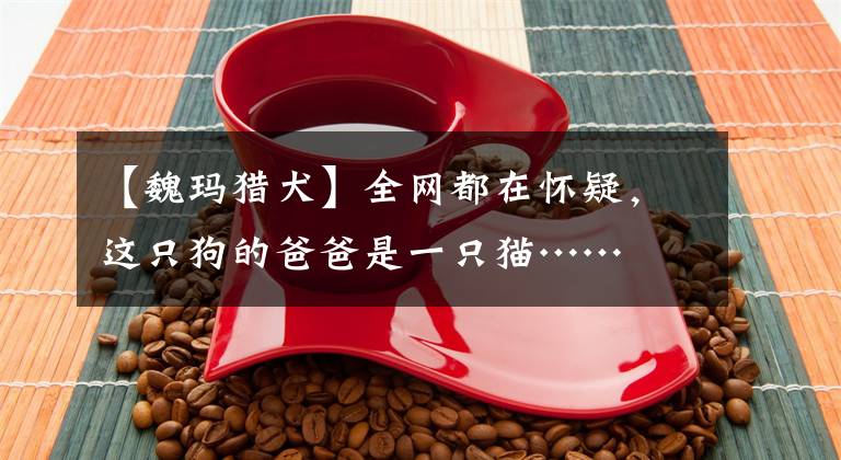 【魏玛猎犬】全网都在怀疑，这只狗的爸爸是一只猫……
