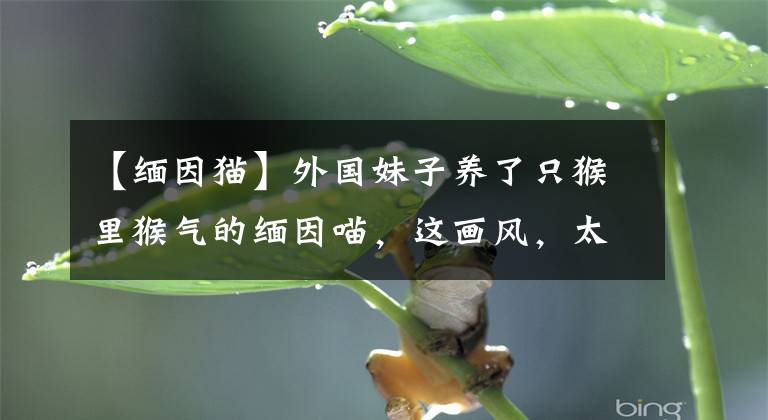 【缅因猫】外国妹子养了只猴里猴气的缅因喵，这画风，太大佬了