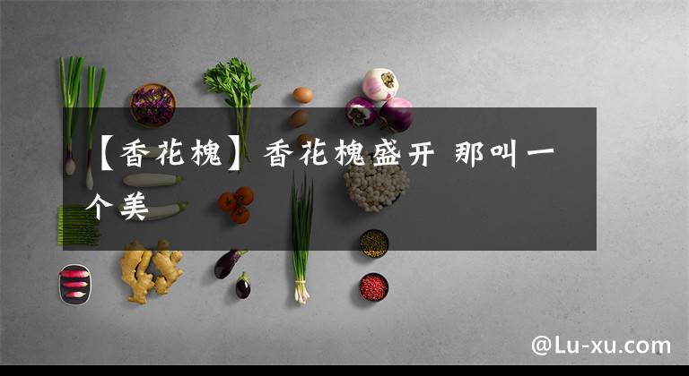 【香花槐】香花槐盛开 那叫一个美