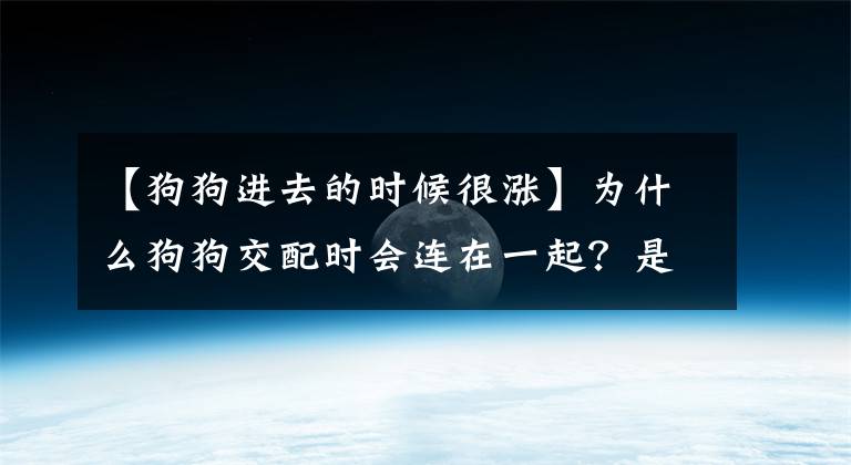 【狗狗进去的时候很涨】为什么狗狗交配时会连在一起？是狗狗特殊的生理结构所决定的