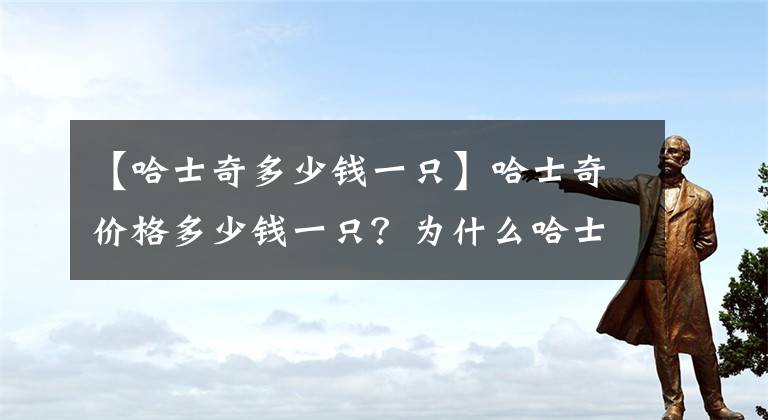 【哈士奇多少钱一只】哈士奇价格多少钱一只？为什么哈士奇喜欢拆家？