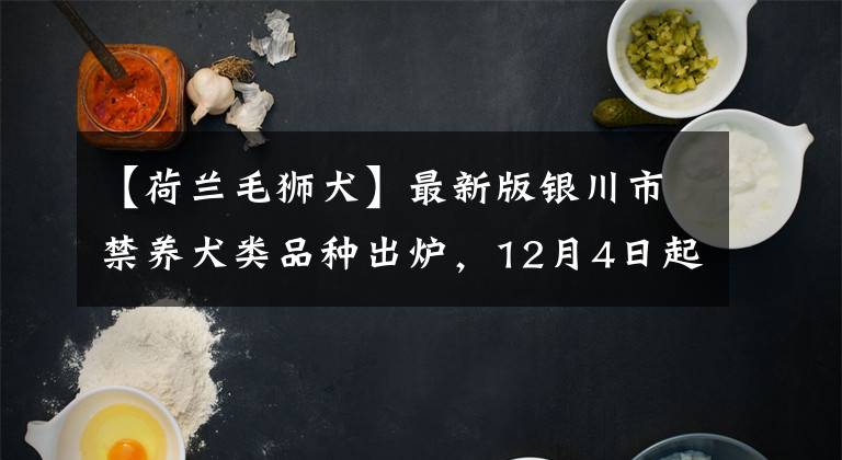 【荷兰毛狮犬】最新版银川市禁养犬类品种出炉，12月4日起禁养这46种犬类