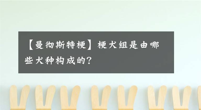 【曼彻斯特梗】梗犬组是由哪些犬种构成的？
