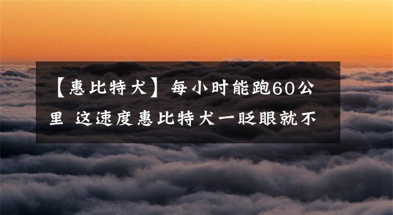 【惠比特犬】每小时能跑60公里 这速度惠比特犬一眨眼就不见了！