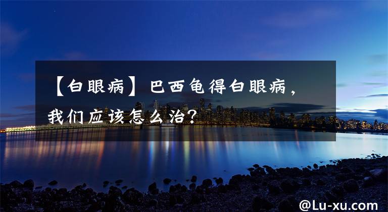 【白眼病】巴西龟得白眼病，我们应该怎么治？